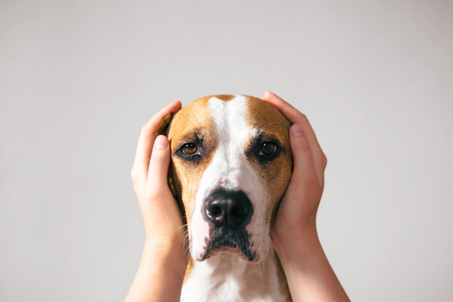 Cómo proteger a tu perro de la pirotecnia y mantenerlo a salvo