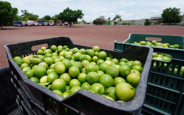 Productores de limón en Michoacán suspenden actividades por extorsiones