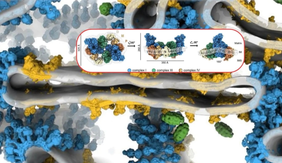 Científicos logran observar cómo las mitocondrias generan energía con una eficiencia sorprendente