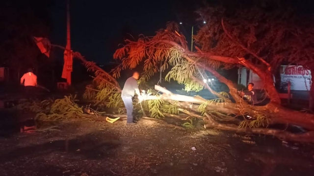 Los árboles se cayeron en diversas zonas del municipio.