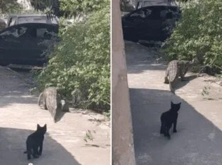 Gato persigue a cocodrilo en calle de Tamaulipas