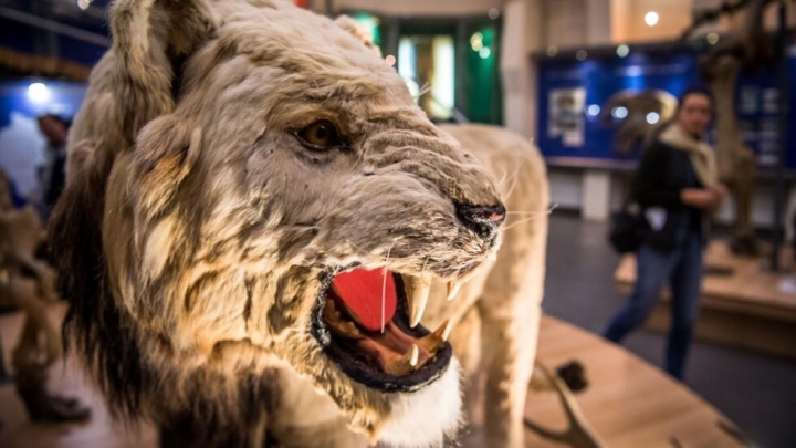 Una reproducción de un león de las cavernas europeo (Panthera spelaea), fotografiada en el Museo del Mamut en Yakutia (Rusia), en 2018 