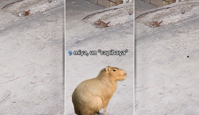 VIDEO: Niño confunde una rata con un capibara ahora es tendencia