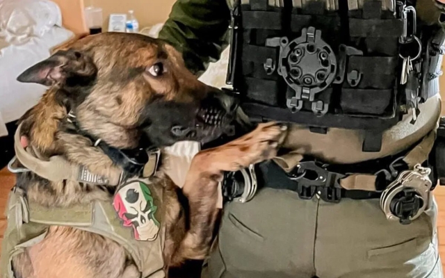 El perro policía ‘Boris’ perdió una pata en tiroteo