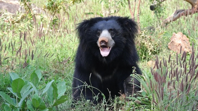 Oso ataca y devora durante cuatro horas a pareja en la India