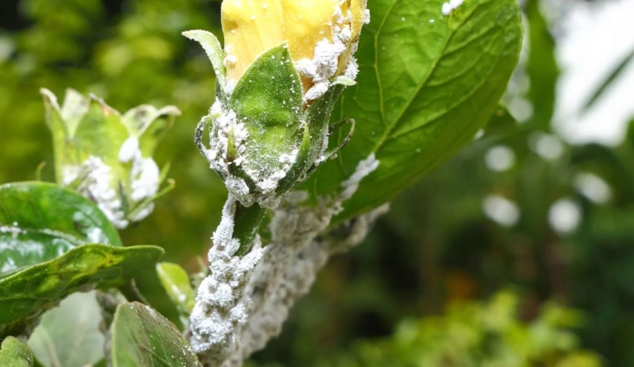 ¿Cómo erradicar la cochinilla algodonosa sin químicos y proteger tus plantas?