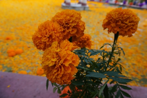 Invita Sedagro a comprar la flor de cempasúchil directamente con productores locales en sus viveros o mercados municipales