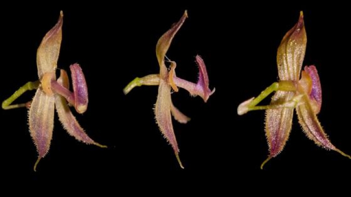 Botánicos descubren la orquídea más pequeña en Perú