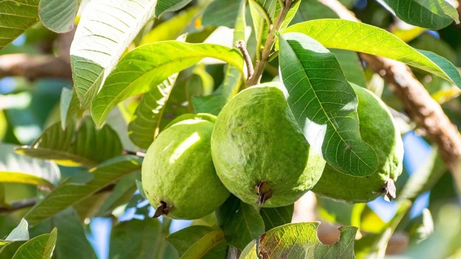 Cuídate del resfriado decembrino: Prepara té de hojas de guayaba