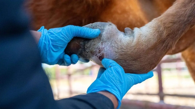 Confirman primer caso de gusano barrenador en Guanajuato