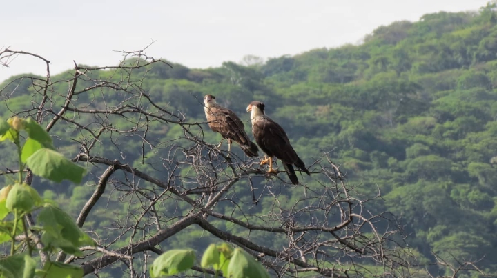 Quebrantahuesos, Caracara cheriway.