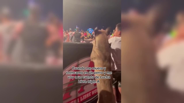 Perrito amante de las luchas: ladra y brinca en primera fila