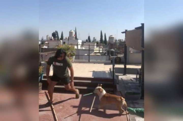 Perrito agarra a palazos a su dueño