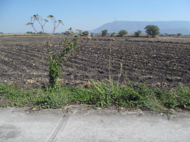 Para enfrentar el incremento a los fertilizantes, la secretaría de agricultura está enseñando a los productores a elaborar sustancias alternas para nutrir las plantas. 