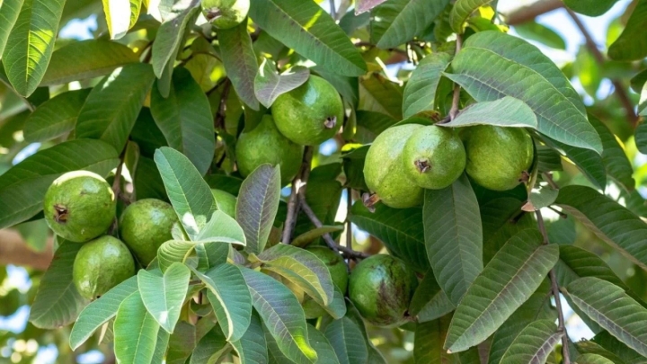 ¡Evita que se sequen!: Como cuidar tus árboles frutales ante ola de calor