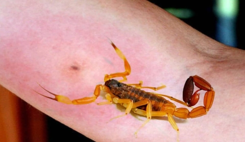 Llaman a tetecalenses a evitar picaduras de alacrán