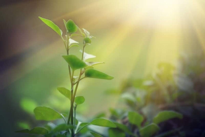 Un estudio muestra que las plantas utilizan canales de aire para crear mecanismos de direccionamiento hacia la luz y regular el fototropismo