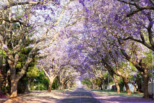 Adiós al frío: ¿Cuándo inicia la primavera en México?