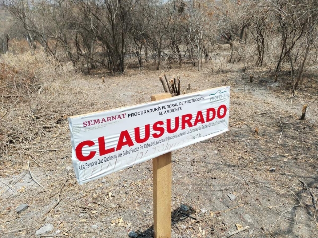 Clausuran tala clandestina y cambio de uso de suelo en sierra de Montenegro