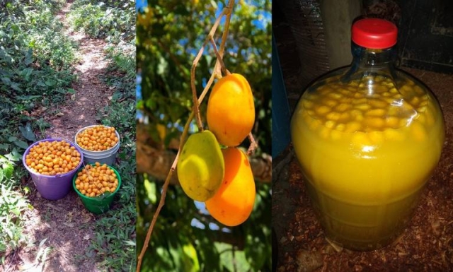 Agua de jobito: La bebida secreta de Tamaulipas