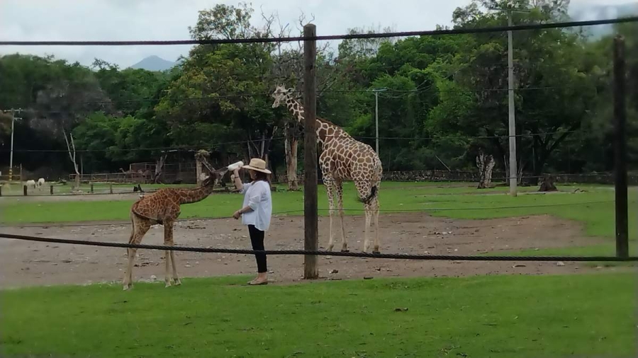 Margarita González conoció a la jirafita en el Centro de Conservación de Vida Silvestre Zoofari, en Amacuzac. 