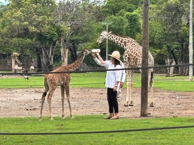 Inicia convocatoria para nombrar a jirafa bebé nacida en centro de conservación animal en Amacuzac