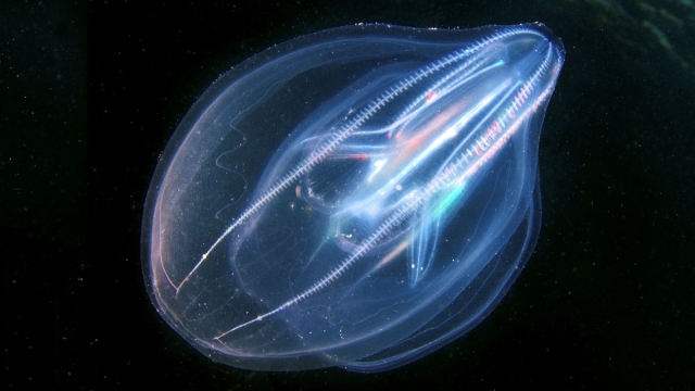 Medusas peine revelan el origen ancestral de la regulación genómica