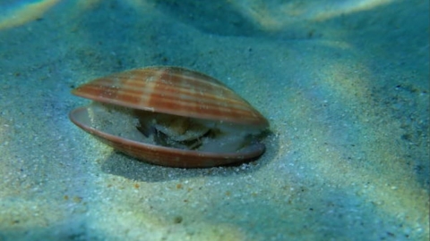 Conchas de almejas: registros naturales que revelan cambios en los oc&eacute;anos