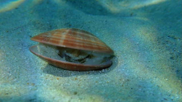 Conchas de almejas: registros naturales que revelan cambios en los oc&eacute;anos