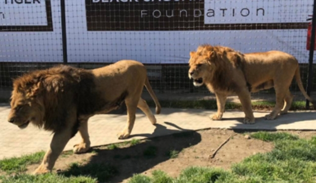 Llegan felinos al Centro de Conservación Animal de Teacalco