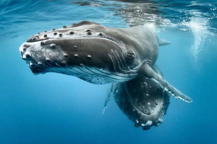 El ruido de la minería en aguas profundas puede alterar el canto de las ballenas: estudio