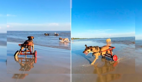 Le devolvió la movilidad a su perrita con un carrito y ahora es viral