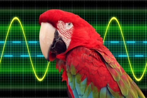 Google DeepMind mejora Perch, la IA que analiza sonidos para proteger especies en peligro