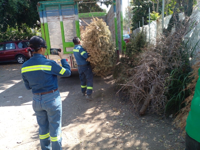 Reciclan en Temixco árboles navideños para hacer composta