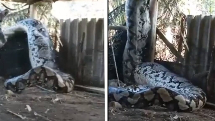 Increíble hallazgo: Captan serpiente colosal afuera de una casa