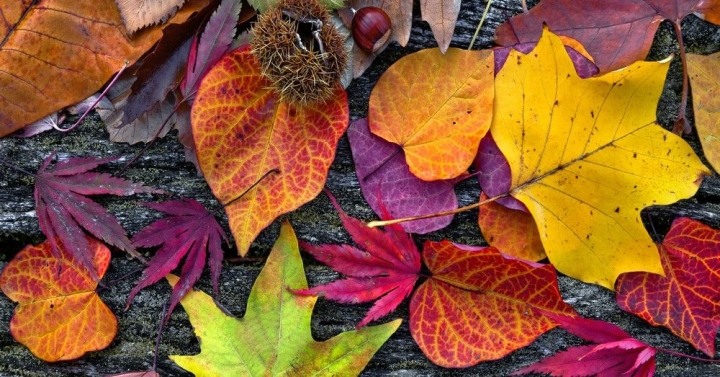 Cocina otoñal: Embellece con plantas de temporada