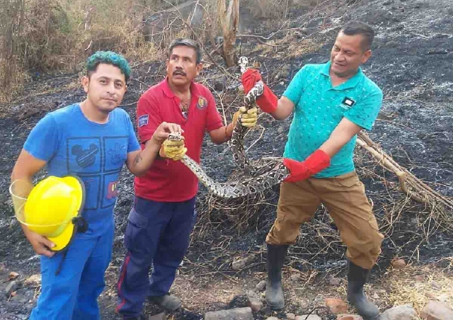 El reptil fue liberado en un cerro.