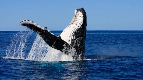 Adaptaciones en el mar permiten la larga vida de ballenas y aves marinas