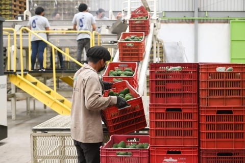 El aguacate morelense 