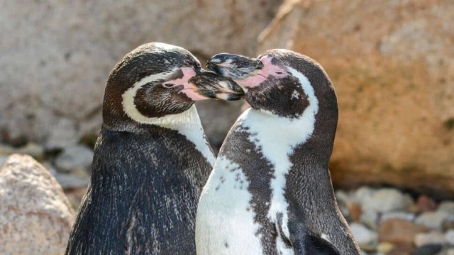 Dos pingüinos machos lograron cuidar juntos el huevo de otra pareja