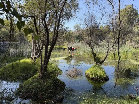 Promueven amparo contra destrucción de áreas naturales protegidas