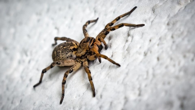 Intentó matar una araña con un encendedor, pero quemó 25 hectáreas de bosque