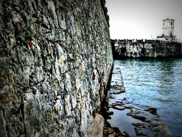 Testigo Coral. San Juan De Ulúa, Ver.