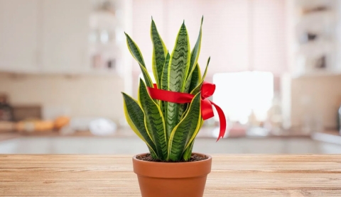 ¿Por qué se coloca una cinta roja en la sansevieria o lengua de suegra?