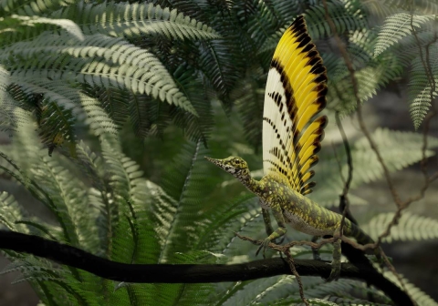 Reconstrucción e ilustración de ‘Mirasaura grauvogeli’. 