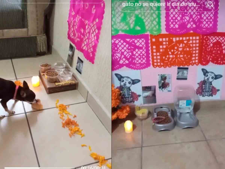 De las redes sociales a la ofrenda: La historia de un perrito viral