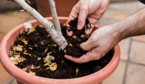 3 Abonos orgánicos caseros con cáscaras para tus árboles frutales