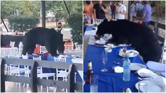 Oso aparece durante un banquete en Nuevo León.