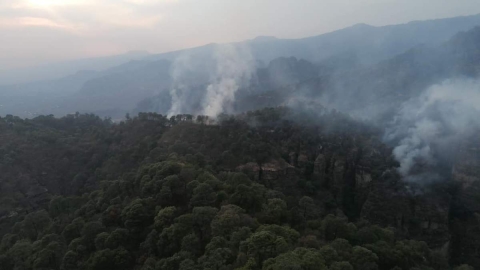 Endurecen penas para quien derribe árboles 