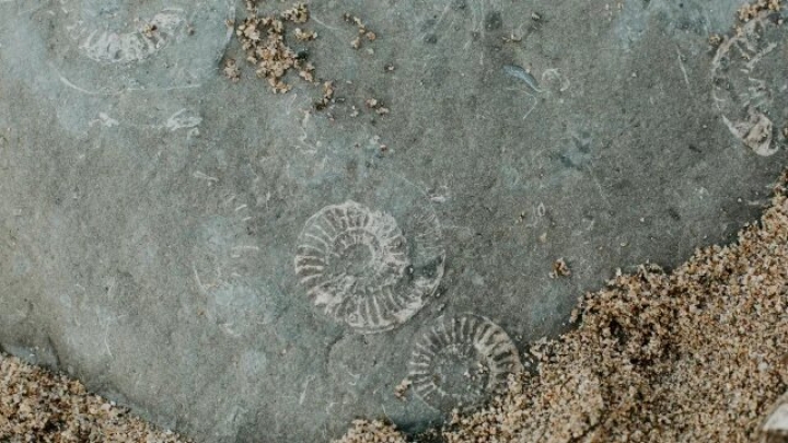 Descubren en China fósiles con 800 millones de años y apariencia poco común